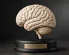 brain Very Big Size