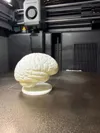brain Big Size
