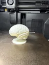 brain Normal Size