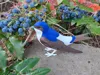 Common House Martin – A1 mini