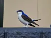 Common House Martin – A1