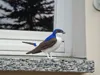 Common House Martin – P1S