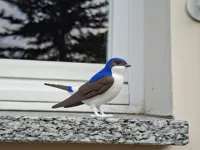Common House Martin – P1S