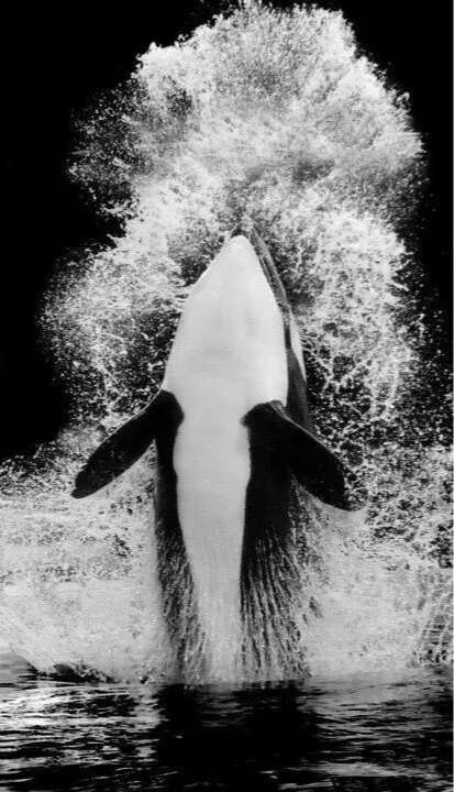 Hueforge - Orca