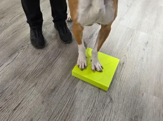 Dog target for teaching