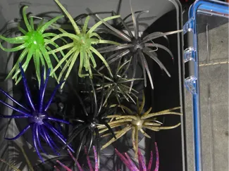 Coike, Prickly Pear, Urchin style boat storage 
