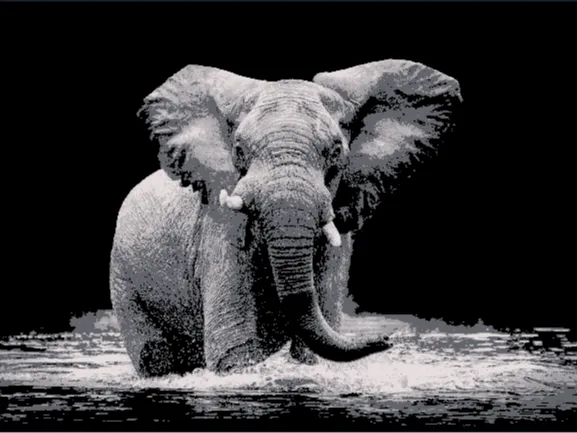 Elephant in water