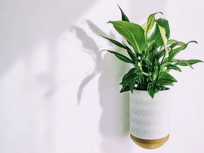 Wall Vase - Vaso de Parede
