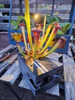 Pot pour plante carnivore avec lumière solaire — photo 2