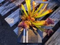 Pot pour plante carnivore avec lumière solaire — photo 1
