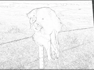 Cow Skull Lithophane