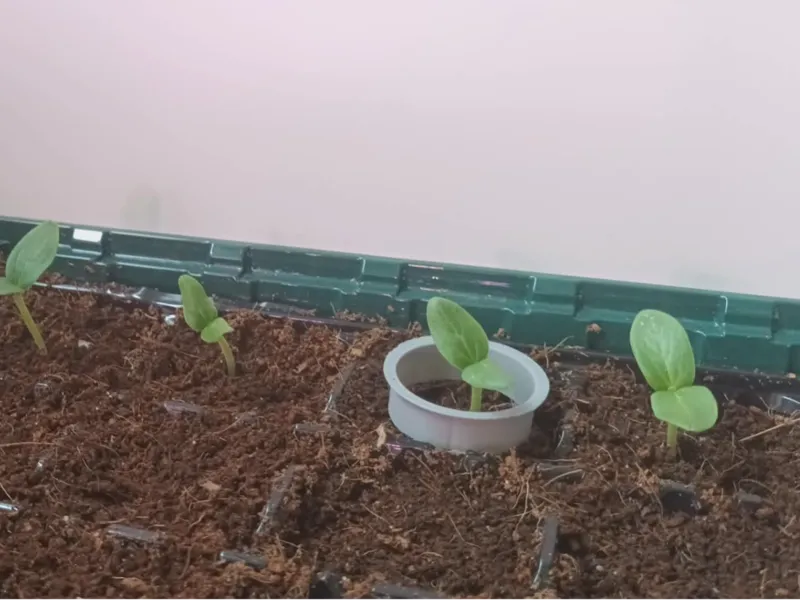 adjustable snail protector