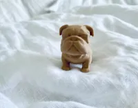 Figurine chiot bouledogue joufflu — photo 3