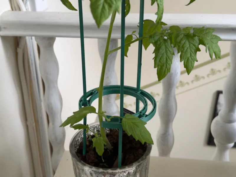 Modular plant support