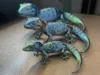 colorful gecko at 100 mm size.