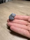 Cute Capybara