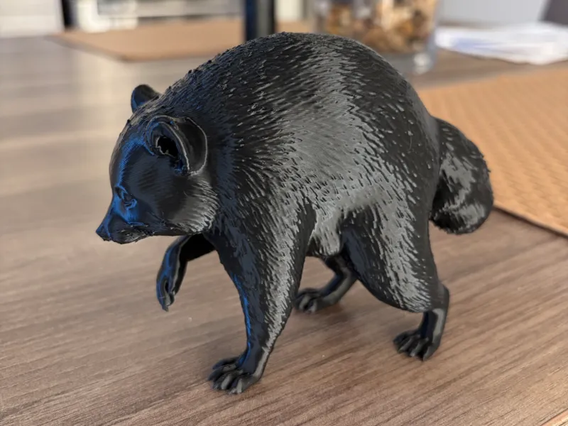 Jimothy the Raccoon