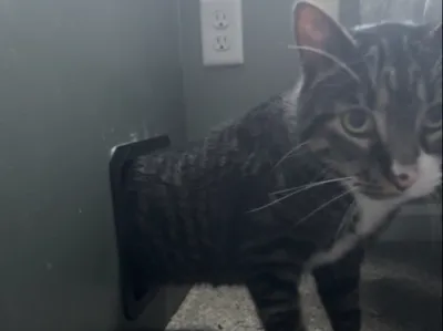 Cat Passthrough 