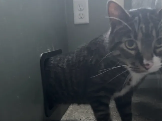 Cat Passthrough 