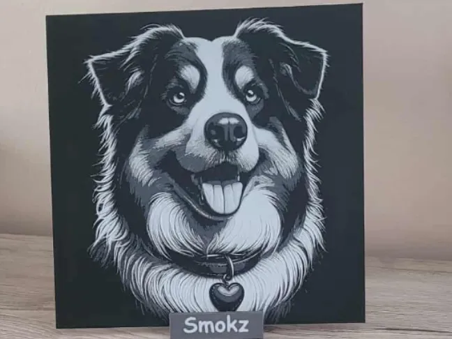 Australian Sheperd