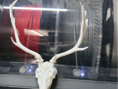 australian fallow deer 2025 rutt