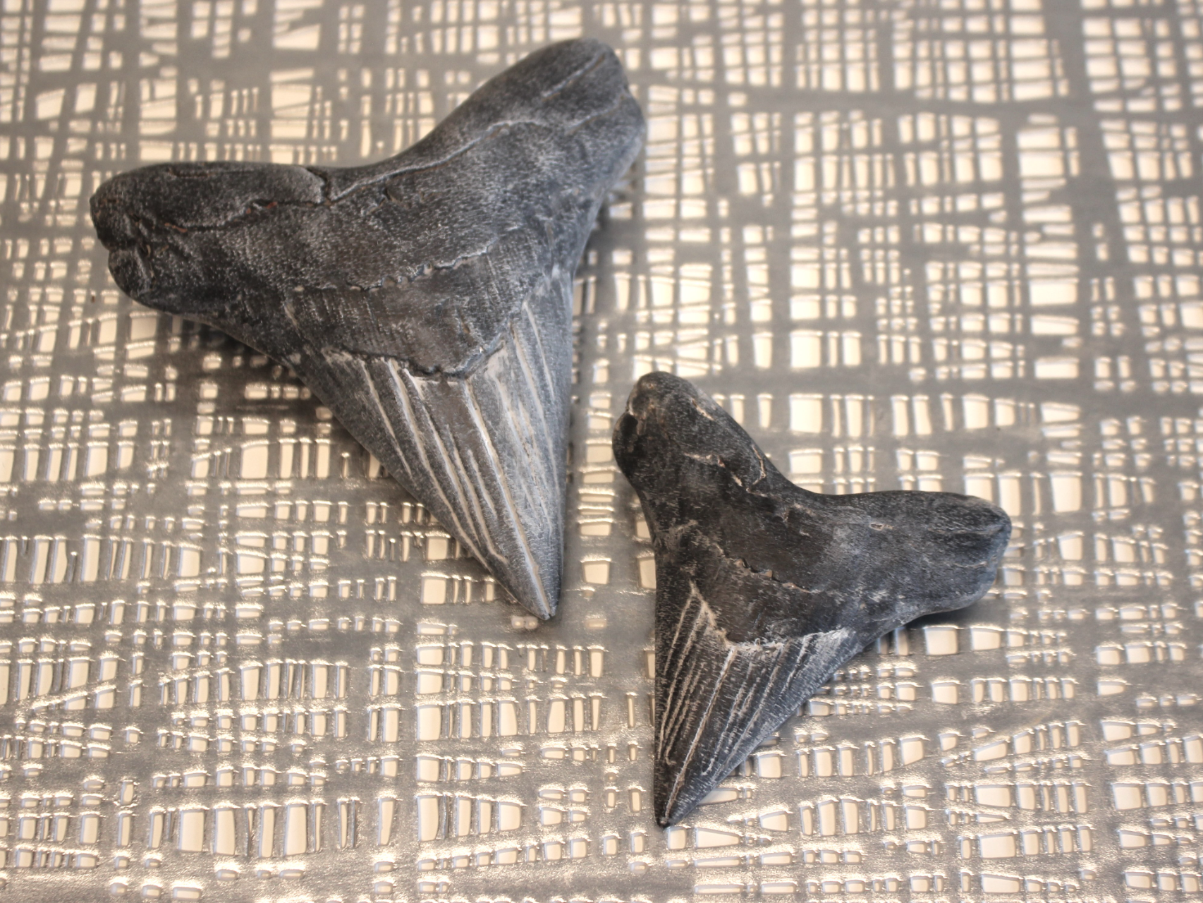 Versteinerter Zahn eines Urzeit Hai (Megalodon)