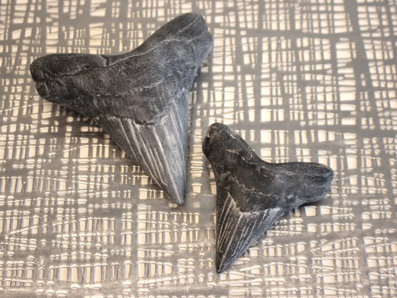 Versteinerter Zahn eines Urzeit Hai (Megalodon)
