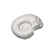 Fossile scanné en 3D (ammonite) — photo 6