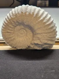 Fossile scanné en 3D (ammonite) — photo 8