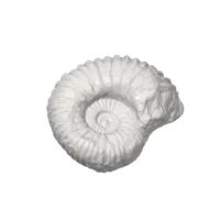 Fossile scanné en 3D (ammonite) — photo 4