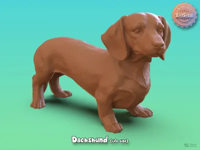 Dachshund
