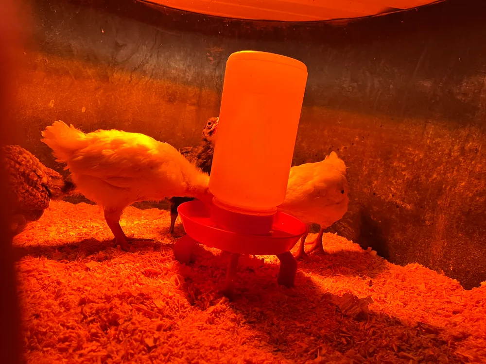 little giant chick waterer stand by Tristen - MakerWorld