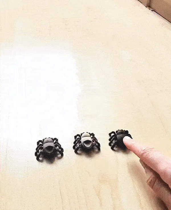 Jumping Spider view 4