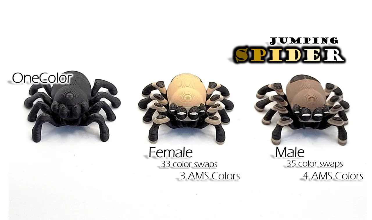 Jumping Spider view 2