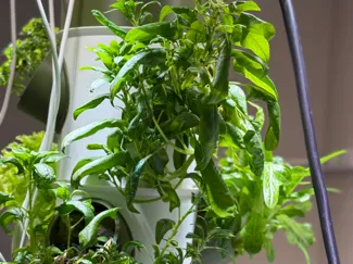 Hydroponic Growing Tower