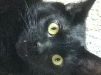 Crazy Cat