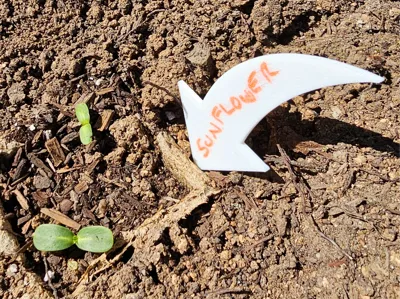 Arrow Marks The Spot Garden Planting Marker