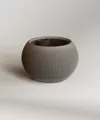 Pinecone_Small