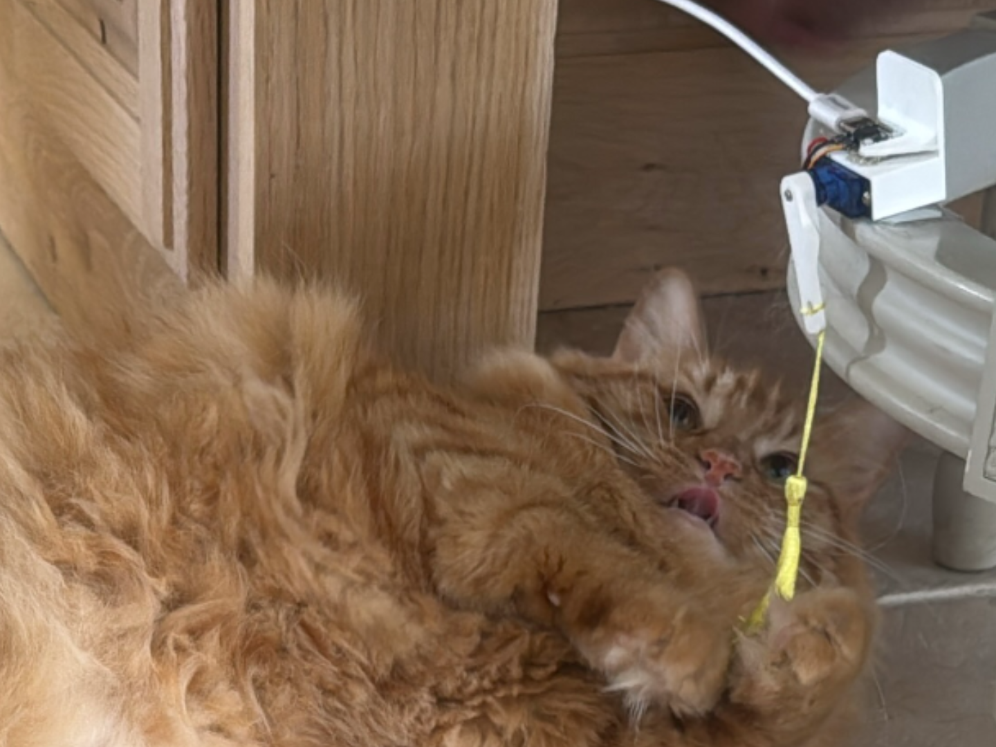 Interactive cat toy