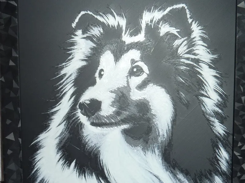 Border Collie portrait 200x200