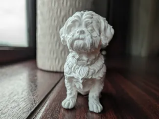 Shih Tzu Dog