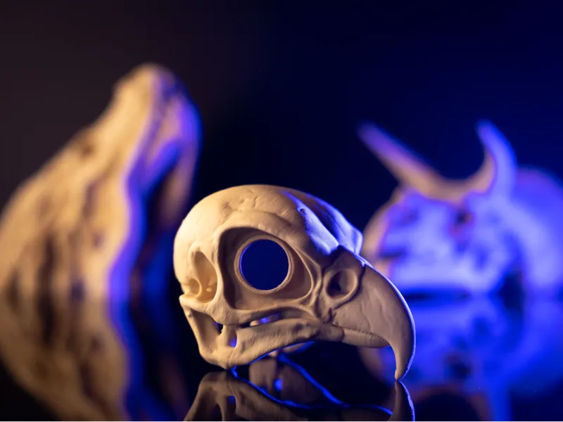 Falcon Skull Fossil