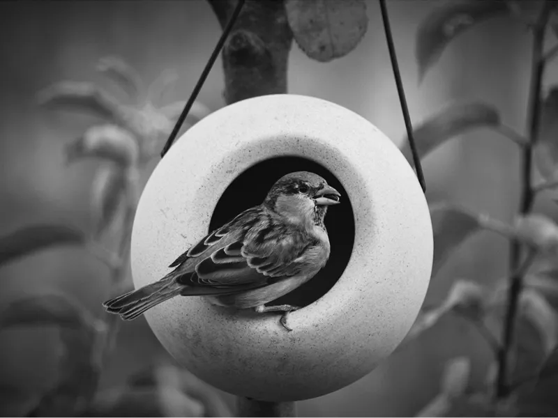 Bird in feeder - HueForge