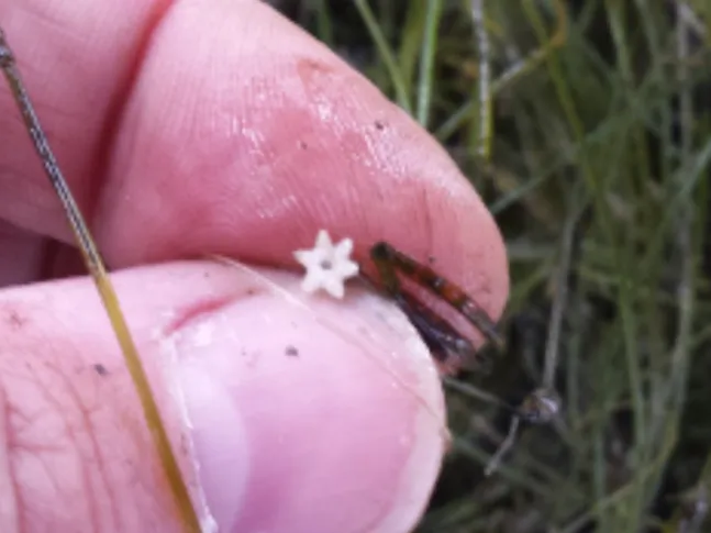 Starry Stonewort Bulbils