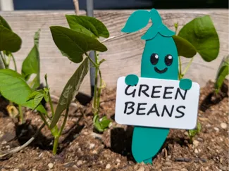 Greeny McBeany