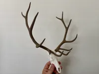 200's bull elk, 6x6