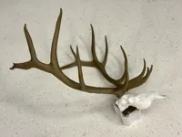 400 bull elk