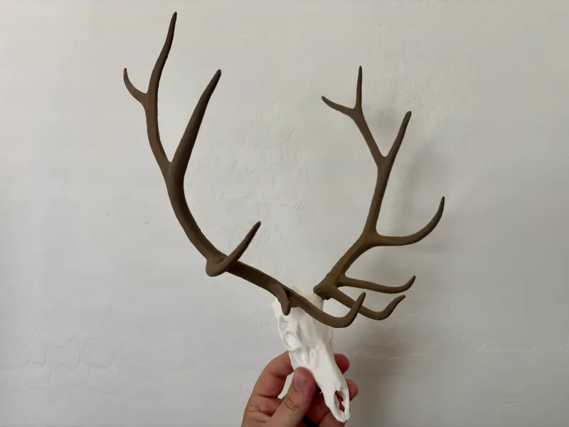 Bull elk skulls with antlers