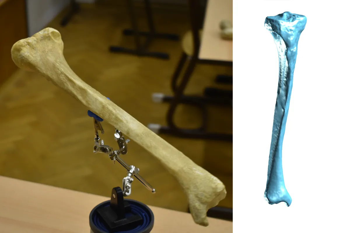 Shinbone Scan - Tibia (R) - Free 3D Print Model - MakerWorld