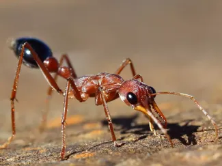 Bull ant den